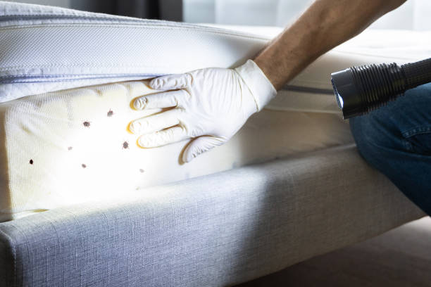Best Residential Pest Control  in Sale Creek, TN