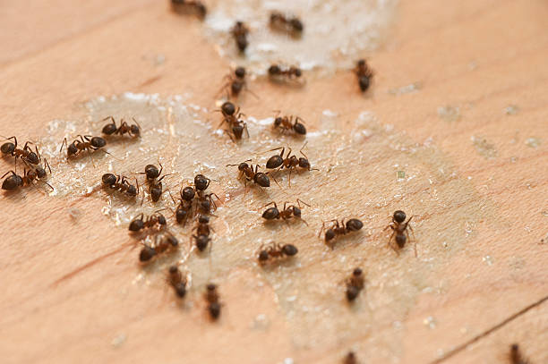 Best Flea Control Services  in Sale Creek, TN